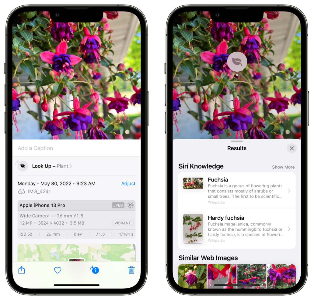 振安苹果手机维修分享小技巧：使用 iPhone 相机识别花卉植物 